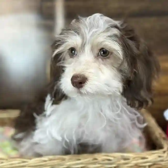 Female Havanese Puppy for Sale in Saugus, MA