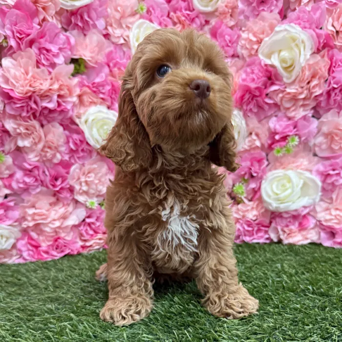 Female Cockapoo Puppy for Sale in Braintree, MA