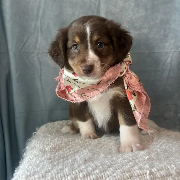Female Miniature Australian Shepherd puppy named Mocha for sale at Pet Express Braintree.