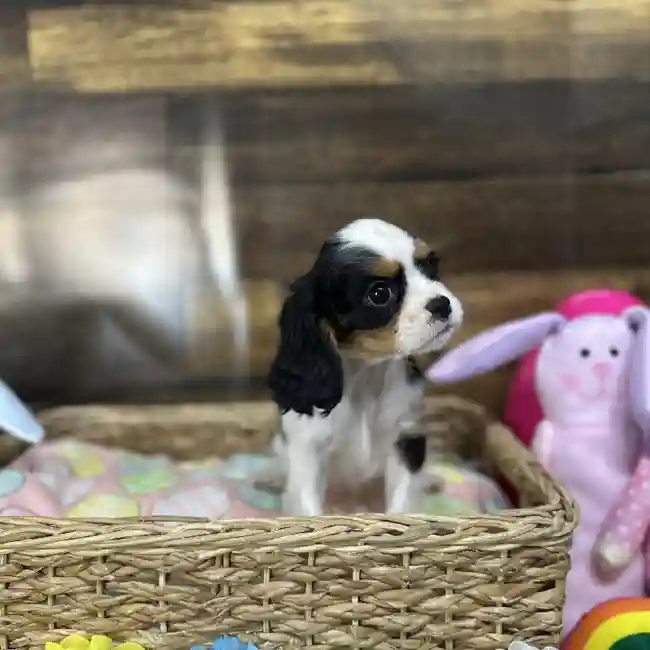 Female Cavalier King Charles Spaniel Puppy for Sale in Saugus, MA