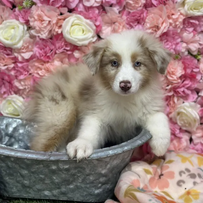 Female Miniature Australian Shepherd Puppy for Sale in Saugus, MA