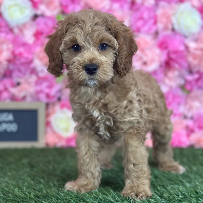 Male Cockapoo 2Nd Gen puppy named Lechuga for sale at Pet Express Saugus.