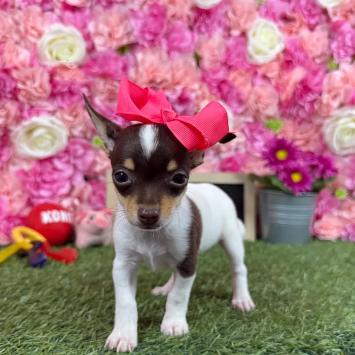 Female Taco Terrier (Toy Fox/Chi) puppy named Chica for sale at Pet Express Braintree.