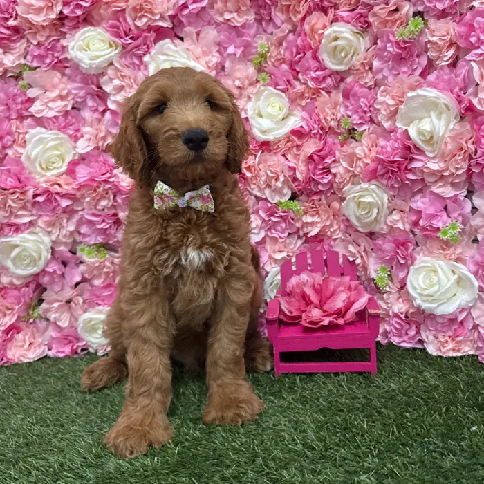 Male Mini Goldendoodle (Moyen) Puppy for Sale in Braintree, MA