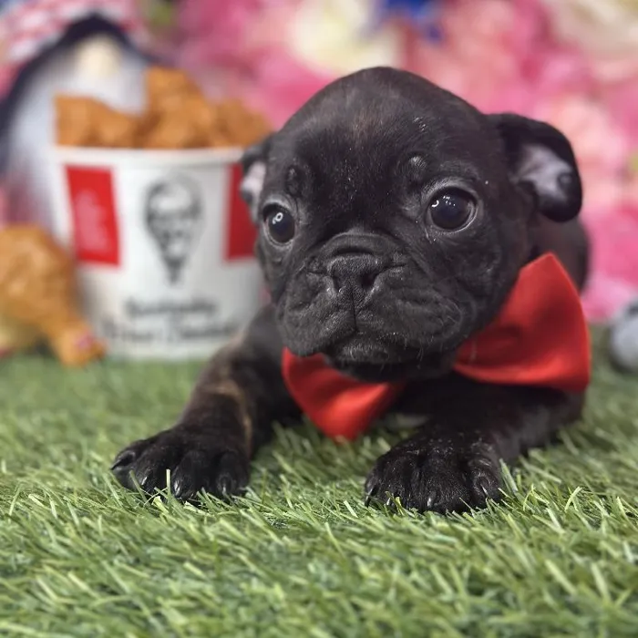 Male Bugg Puppy for Sale in Saugus, MA