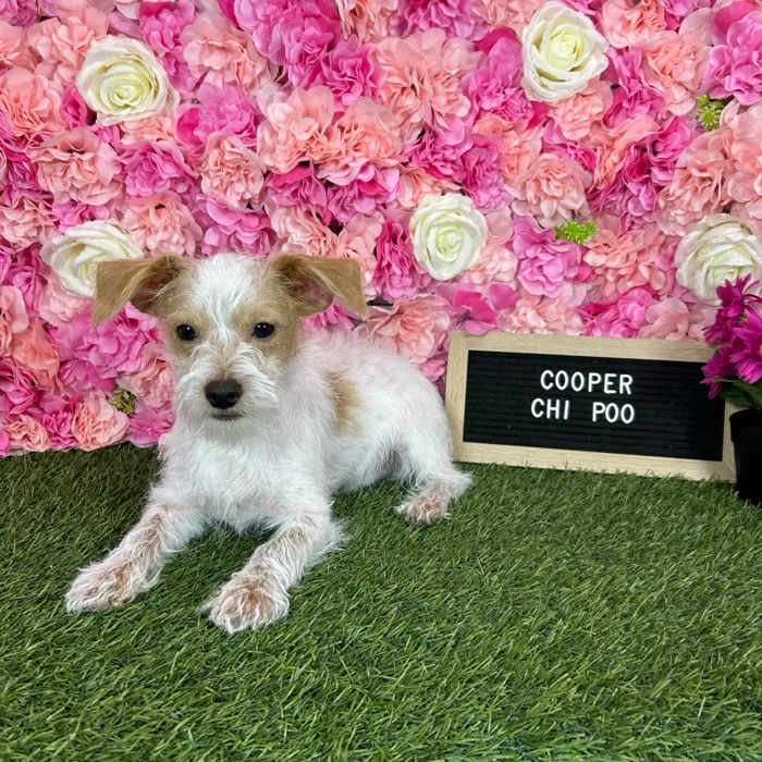 Male Chi-Poo puppy named Cooper for sale at Pet Express Braintree.