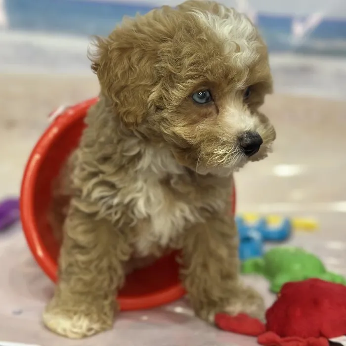 Male Mini Goldendoodle 2nd Gen Puppy for Sale in Saugus, MA