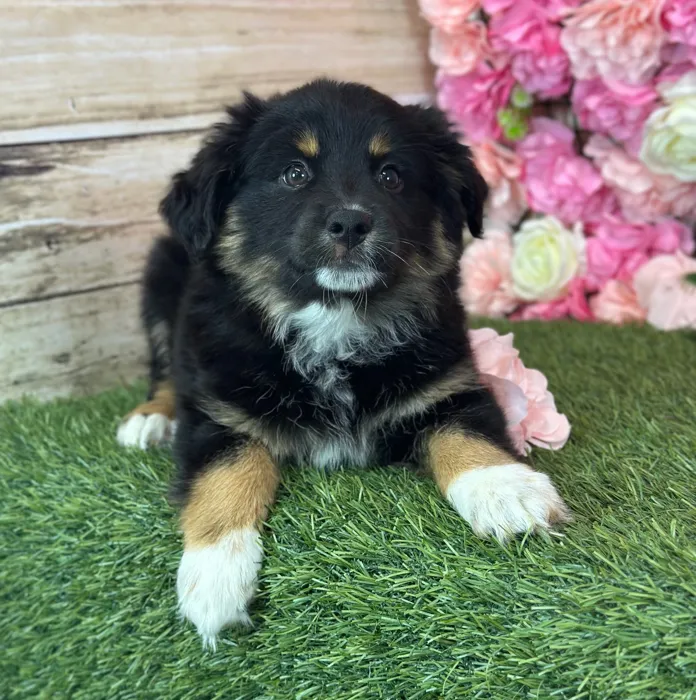 Female Miniature Australian Shepherd puppy named Acai for sale at Pet Express Saugus.