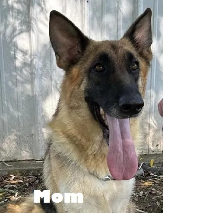 Female German Shepherd Dog Puppy for Sale in Saugus, MA