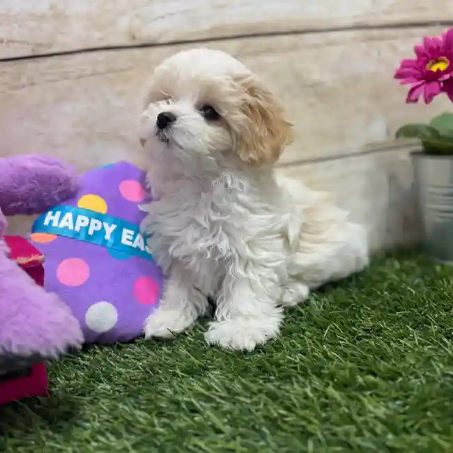 Female Yorkie-Poo 2nd Gen Puppy for Sale in Braintree, MA