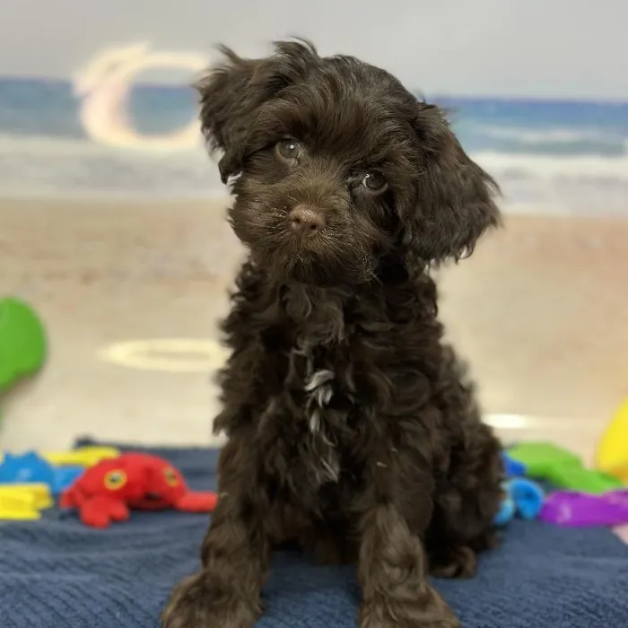 Male Havapoo Puppy for Sale in Saugus, MA