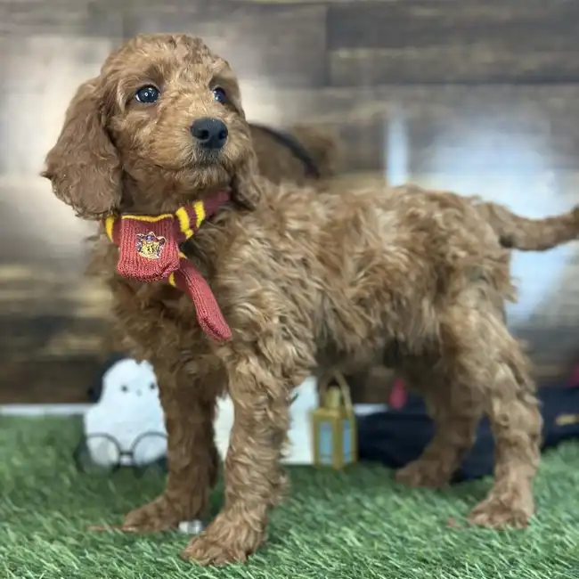 Male Mini Irishdoodle 2nd Gen Puppy for Sale in Saugus, MA