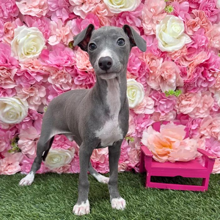 Male Italian Greyhound Puppy for Sale in Braintree, MA