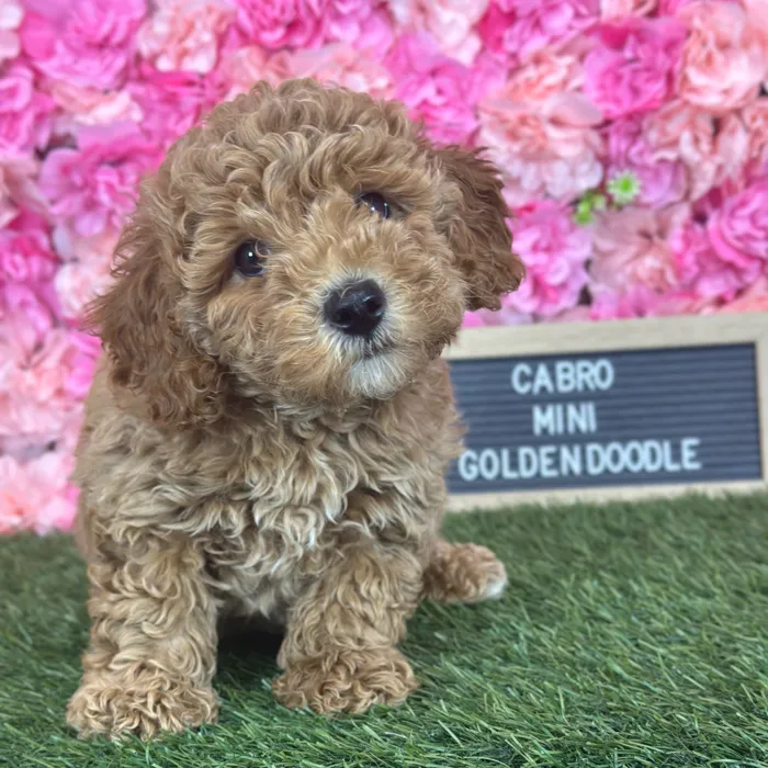 Male Mini Goldendoodle F2 puppy named Cabro for sale at Pet Express Saugus.