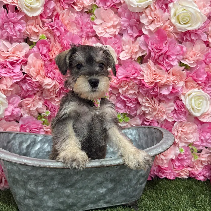 Male Miniature Schnauzer Puppy for Sale in Braintree, MA