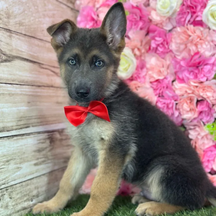 Male German Shepherd Dog puppy named Phil for sale at Pet Express Saugus.