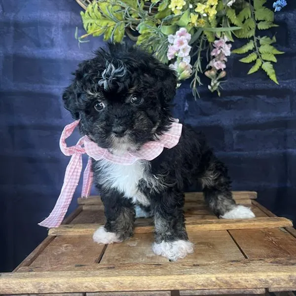Female Havanese puppy named May for sale at Pet Express Braintree.