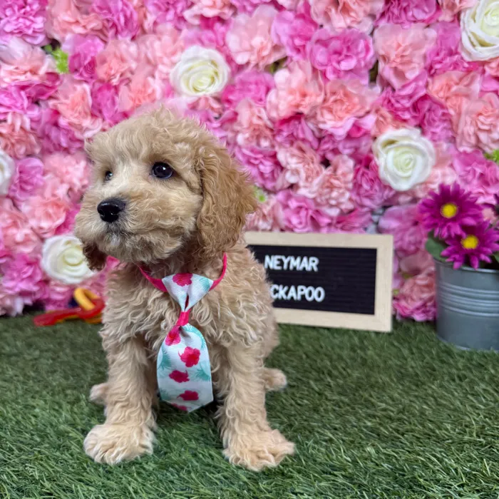 Male Cockapoo 2Nd Gen puppy named Neymar for sale at Pet Express Braintree.