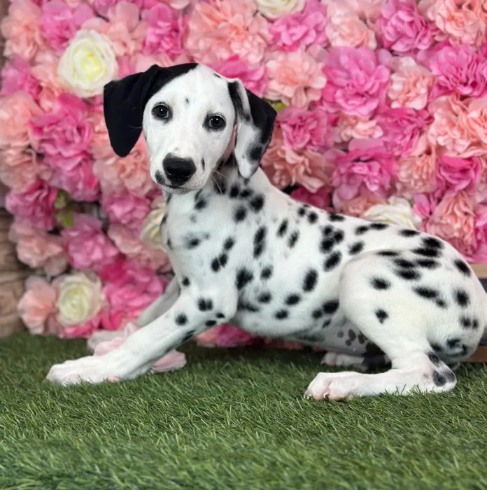 Male Dalmatian puppy named Lime for sale at Pet Express Saugus.