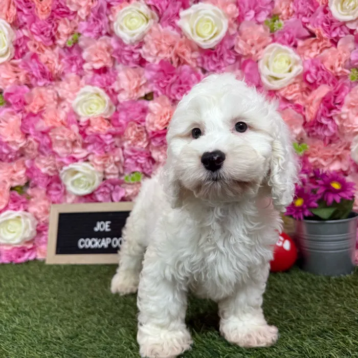 Male Cockapoo puppy named Joe for sale at Pet Express Braintree.