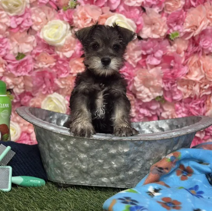 Male Miniature Schnauzer Puppy for Sale in Saugus, MA