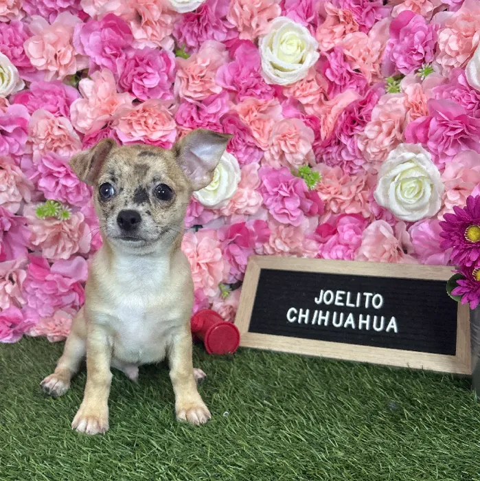 Male Chihuahua puppy named Joelito for sale at Pet Express Braintree.