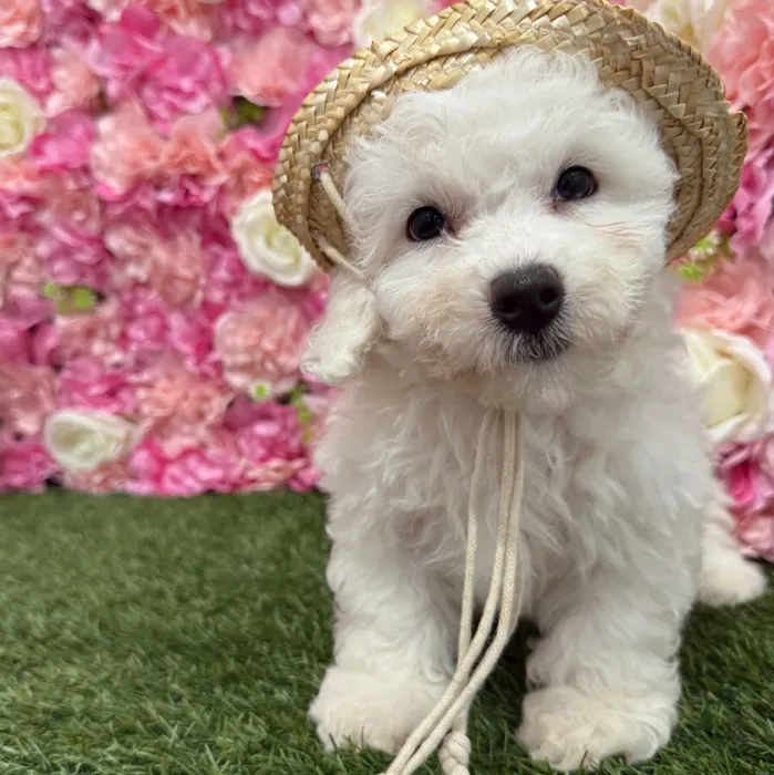 Female Bichon Frise Puppy for Sale in Braintree, MA