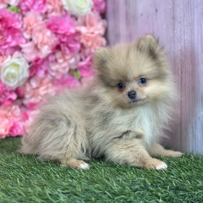 Male Pomeranian puppy named Freddy for sale at Pet Express Saugus.