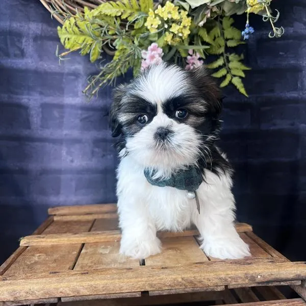 Male Shih Tzu puppy named Frankie for sale at Pet Express Braintree.