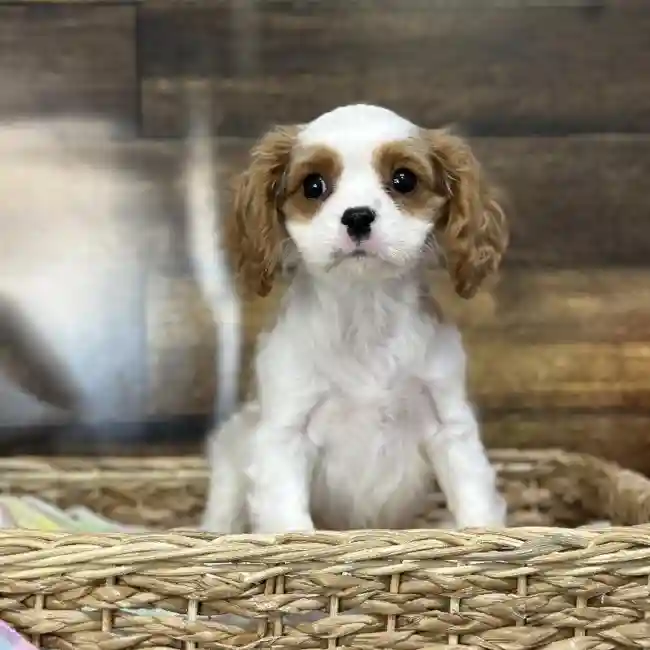 Male Cavalier King Charles Spaniel Puppy for Sale in Saugus, MA