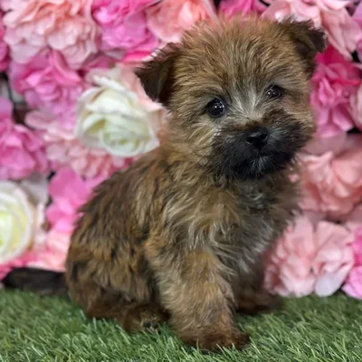 Female Cairn Terrier puppy named Suzie Q for sale at Pet Express Saugus.