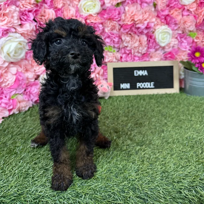 Female Poodle (Mini) puppy named Emma for sale at Pet Express Braintree.