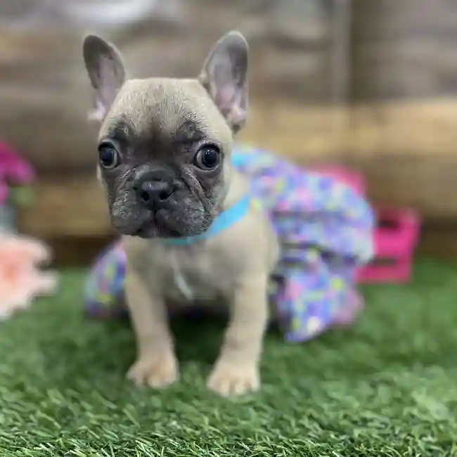 Female French Bulldog Puppy for Sale in Braintree, MA