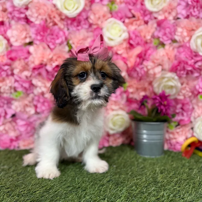 Female Lhasalier puppy named Belle for sale at Pet Express Braintree.