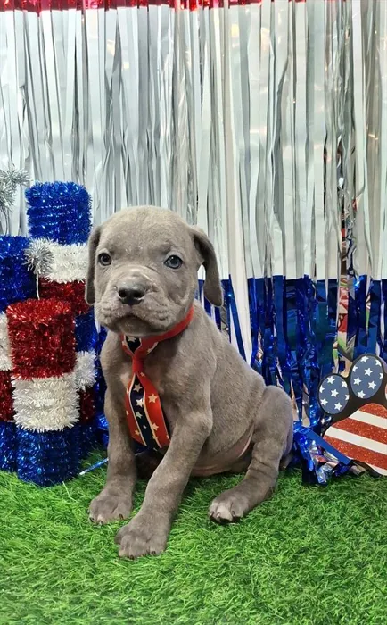 Male Cane Corso puppy named Optimus Prime for sale at Pet Express Saugus.