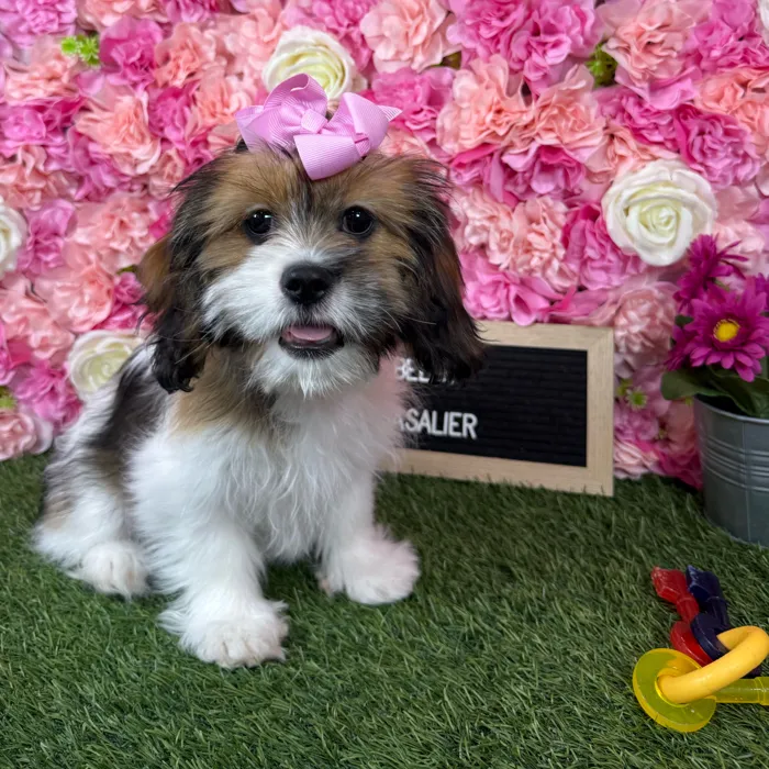 Female Lhasalier puppy named Belle for sale at Pet Express Braintree.