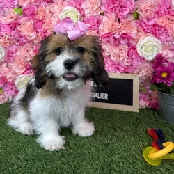Female Lhasalier puppy named Belle for sale at Pet Express Braintree.