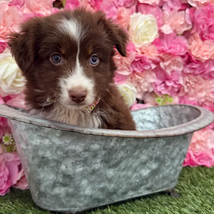 Male Miniature Australian Shepherd Puppy for Sale in Braintree, MA