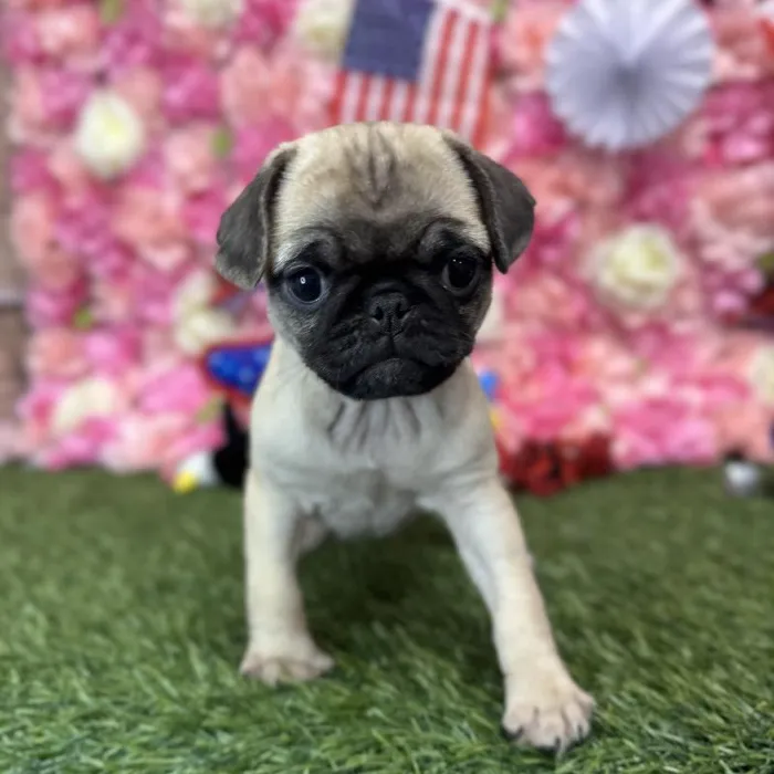 Female Pug Puppy for Sale in Saugus, MA