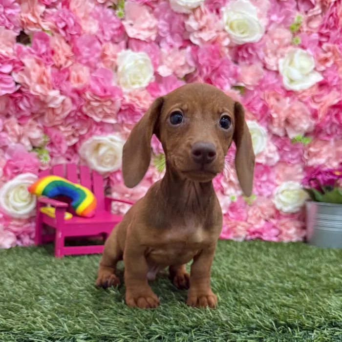 Male Dachshund Puppy for Sale in Braintree, MA