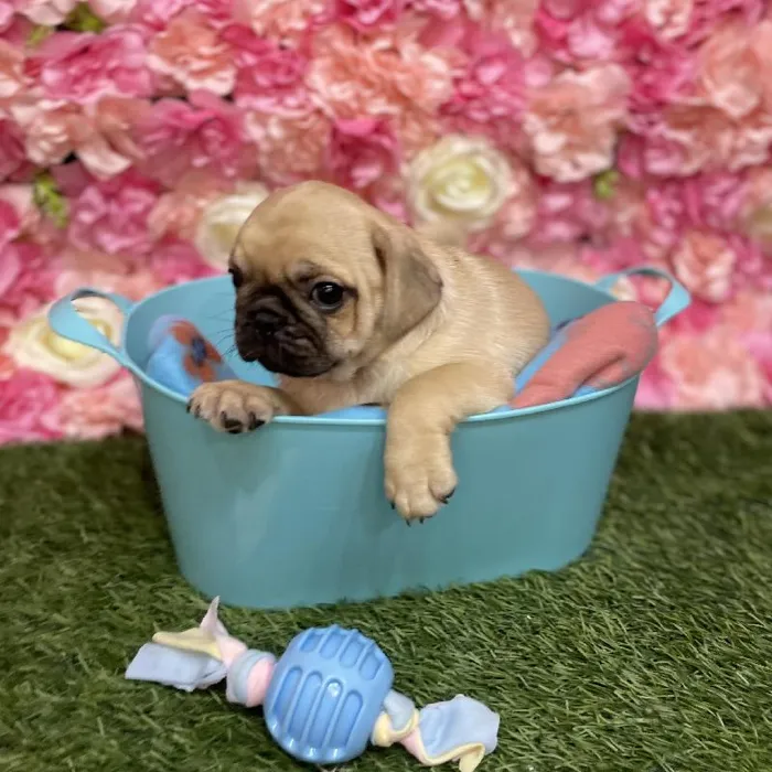 Male Pug Puppy for Sale in Saugus, MA