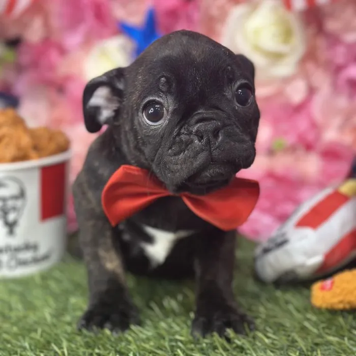 Male Bugg Puppy for Sale in Saugus, MA