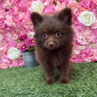 Female Pomeranian Puppy for Sale in Braintree, MA