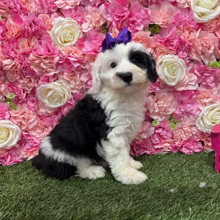 Female Mini Sheepadoodle Puppy for Sale in Braintree, MA