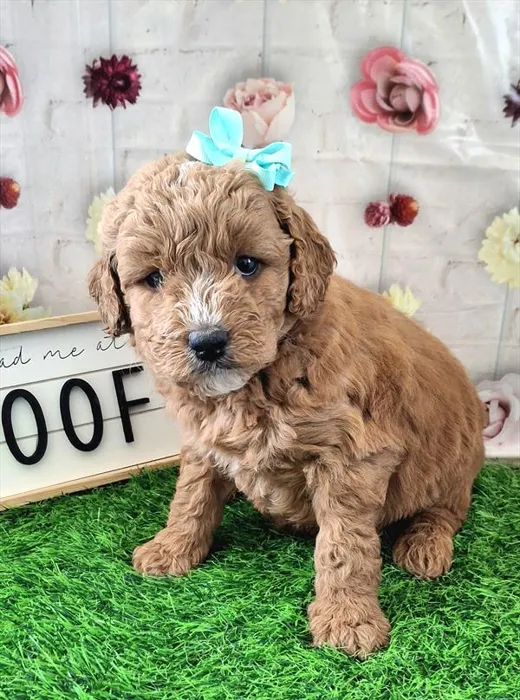 Female Mini Goldendoodle 2Nd Gen puppy named Peach for sale at Pet Express Saugus.