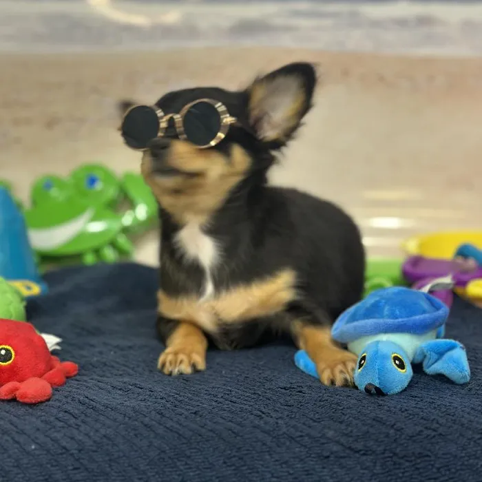 Male Chihuahua Puppy for Sale in Saugus, MA