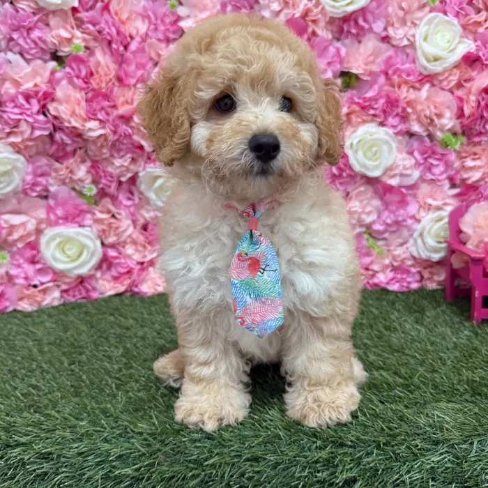 Male Mini Goldendoodle F1BB Puppy for Sale in Braintree, MA