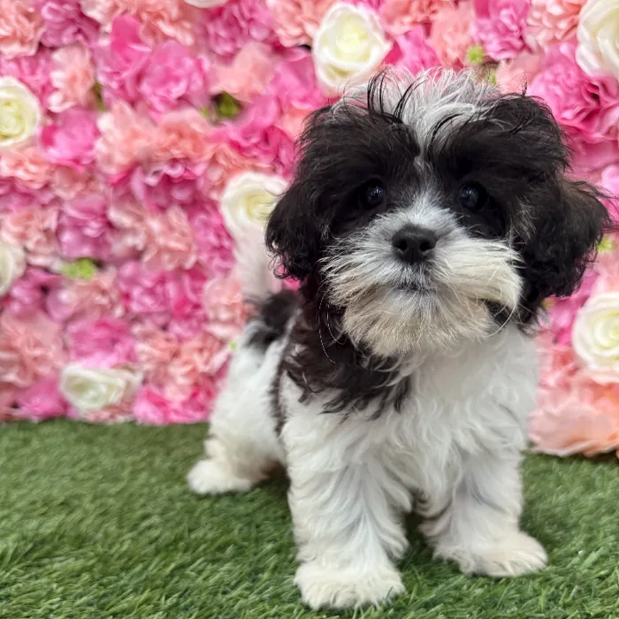 Female Shih-Poo Puppy for Sale in Braintree, MA