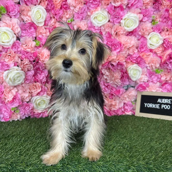 Female Yorkie-Poo 2Nd Gen puppy named Aubrey for sale at Pet Express Braintree.