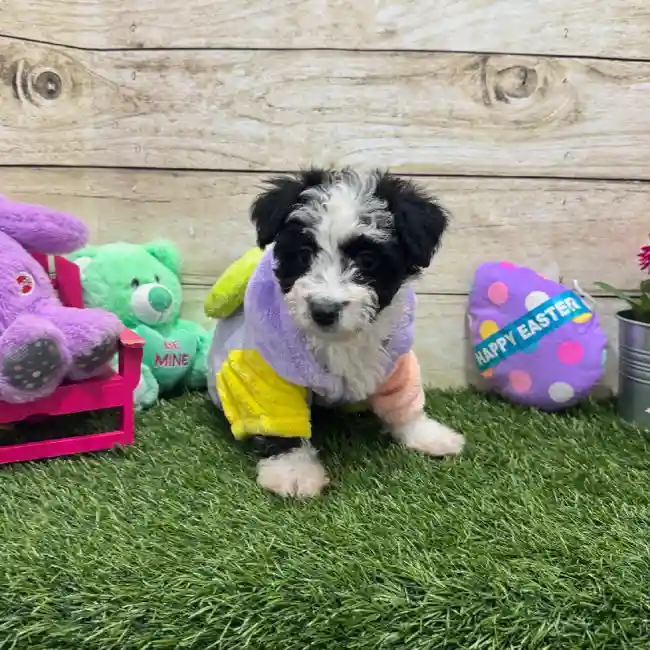 Female Aussiechon Puppy for Sale in Braintree, MA